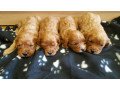 super-adorable-cavapoo-puppies-for-sale-small-2
