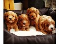 super-adorable-cavapoo-puppies-for-sale-small-0