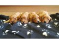 super-adorable-cavapoo-puppies-for-sale-small-1
