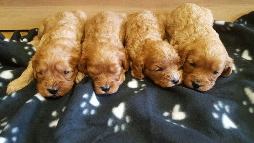super-adorable-cavapoo-puppies-for-sale-big-2