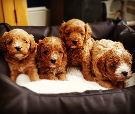 super-adorable-cavapoo-puppies-for-sale-big-0