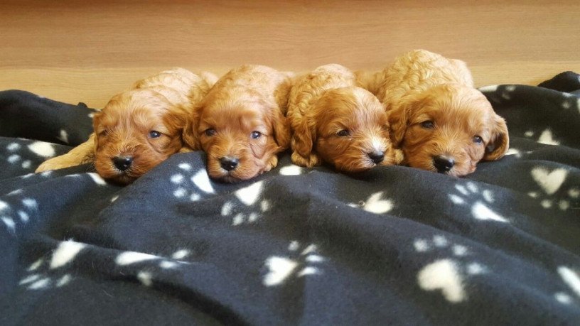 super-adorable-cavapoo-puppies-for-sale-big-1