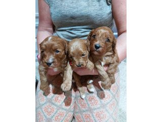 Super adorable Cavapoo puppies for sale.