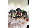 super-adorable-dachshund-puppies-for-sale-small-0