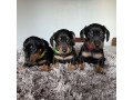 super-adorable-dachshund-puppies-for-sale-small-2