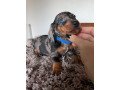 super-adorable-dachshund-puppies-for-sale-small-1