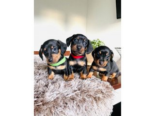 Super adorable Dachshund puppies for sale.
