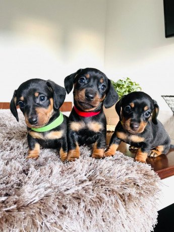 super-adorable-dachshund-puppies-for-sale-big-0