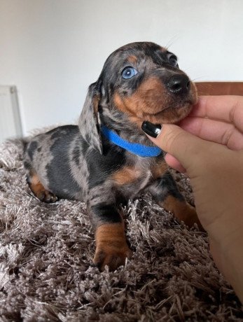 super-adorable-dachshund-puppies-for-sale-big-1