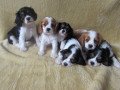 cavalier-king-charles-spaniel-puppies-for-sale-small-0