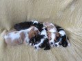 cavalier-king-charles-spaniel-puppies-for-sale-small-2