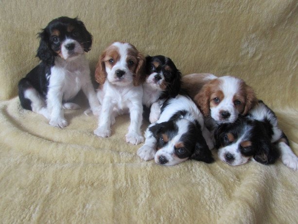 cavalier-king-charles-spaniel-puppies-for-sale-big-1