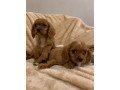 cavalier-king-charles-spaniel-puppies-for-sale-small-1