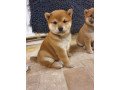 cute-male-and-female-japanese-shibainu-puppies-available-small-1