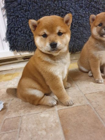 cute-male-and-female-japanese-shibainu-puppies-available-big-1