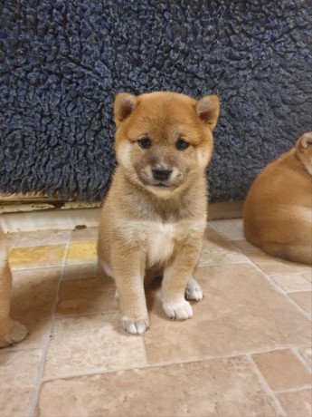 cute-male-and-female-japanese-shibainu-puppies-available-big-2