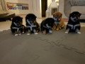 cute-male-and-female-japanese-shibainu-puppies-available-small-1