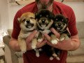 cute-male-and-female-japanese-shibainu-puppies-available-small-2
