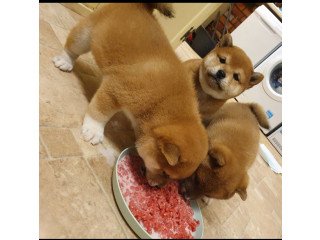 Cute male and female Japanese Shibainu Puppies available