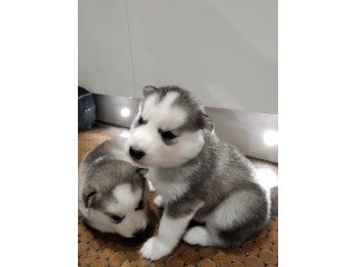 Cute male and female Siberian Husky Puppies available