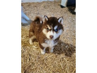 Cute male and female Siberian Husky Puppies available