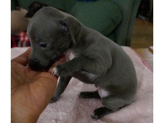 Cute male and female Italian Greyhound Puppies available