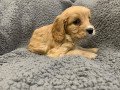 cute-male-and-female-cavapoo-puppies-available-small-2