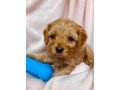 cute-male-and-female-cavapoo-puppies-available-small-0