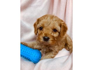 Cute male and female Cavapoo Puppies available