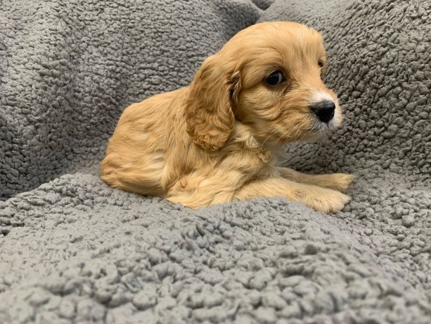 cute-male-and-female-cavapoo-puppies-available-big-2
