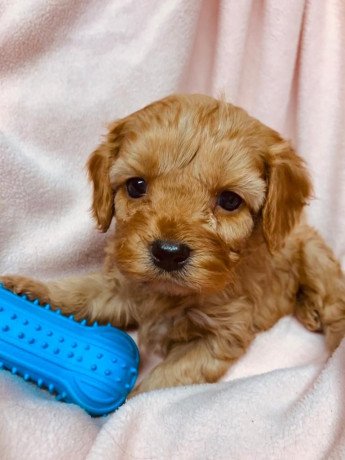 cute-male-and-female-cavapoo-puppies-available-big-0