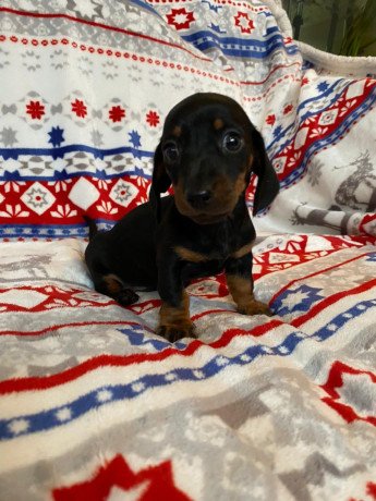 cute-male-and-female-dachshund-puppies-available-big-0