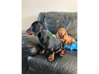 Cute male and female Dachshund Puppies available