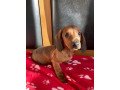 cute-male-and-female-dachshund-puppies-available-small-2