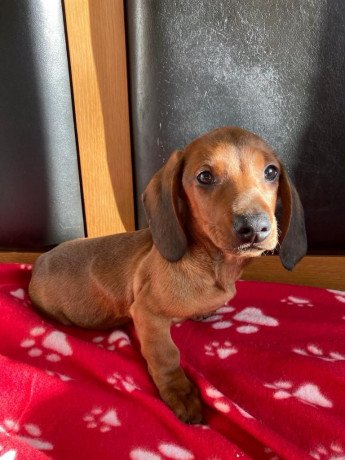 cute-male-and-female-dachshund-puppies-available-big-2
