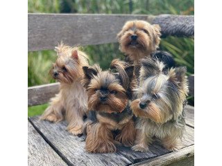 Cute male and female Yorkshire Terrier Puppies avilable.