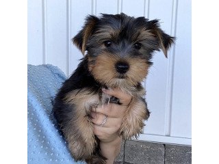 Cute male and female Yorkshire Terrier Puppies available.