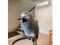 african-grey-parrots-for-sale-small-0