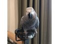 african-grey-parrots-for-sale-small-2