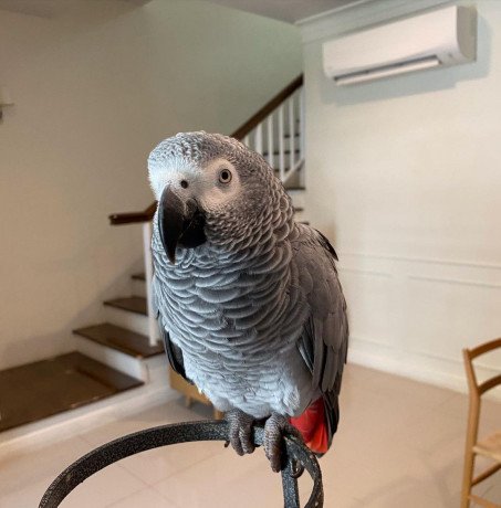 african-grey-parrots-for-sale-big-1