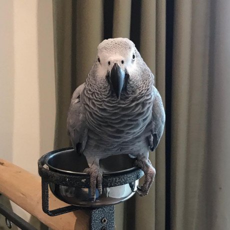 african-grey-parrots-for-sale-big-0