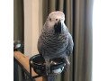 african-grey-parrots-for-sale-small-0