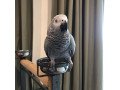 african-grey-parrots-for-sale-small-1