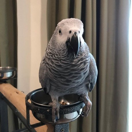 african-grey-parrots-for-sale-big-0