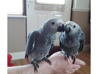 AFRICAN GREY PARROTS  FOR SALE.