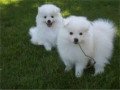 american-eskimos-puppies-for-sale-small-0