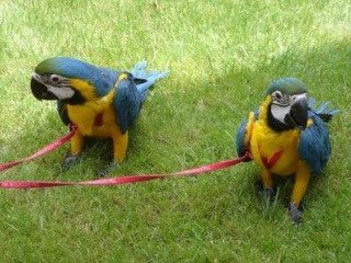 Excellent Blue and Gold Macaw parrots for sale