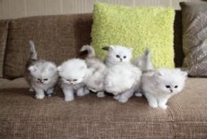 persian-kittens-for-sale-big-0