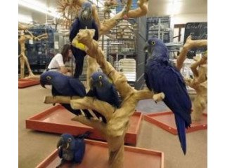 Hycanith macaw parrots for sale.