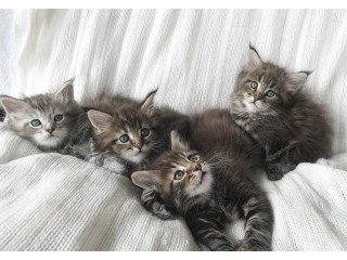 Fabulous Maine Coon kittens for sale.